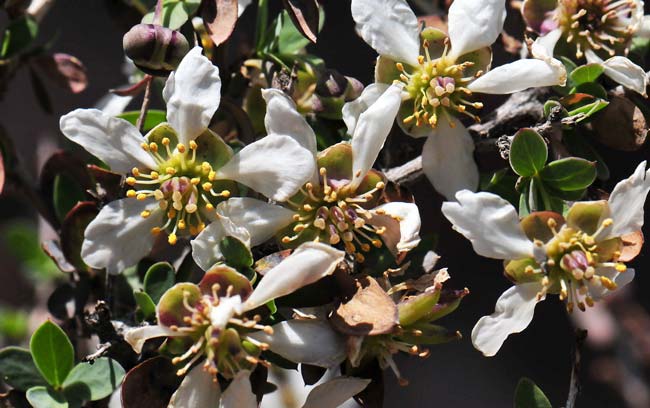 Crossosoma bigelovii, Ragged Rockflower, Southwest Desert Flora